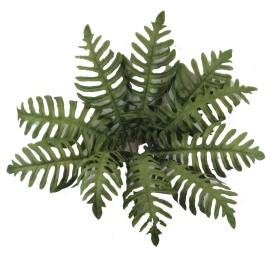 MATA PALMERA OTOÑAL X10