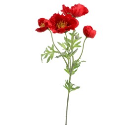 PAPAVER 62 CMS (4689-08)