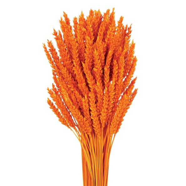 TRIGO FLO 80 cms NARANJA (23)