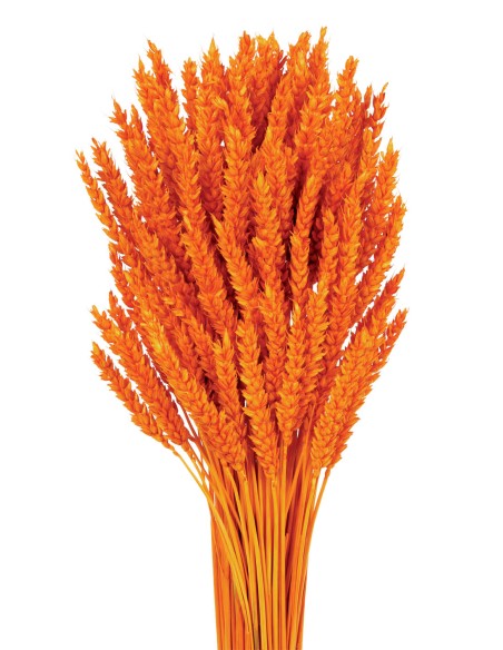 TRIGO FLO 80 cms NARANJA (23)