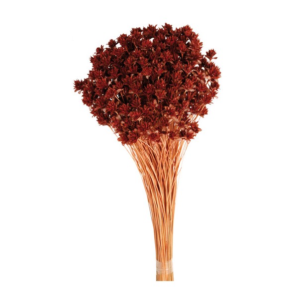 HILL FLOWER 45 cms. MARRON  (32)