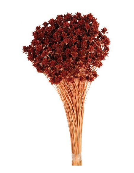 HILL FLOWER 45 cms. MARRON  (32)