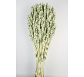 TRIGO FLO 80 cms. VERDE (F60)