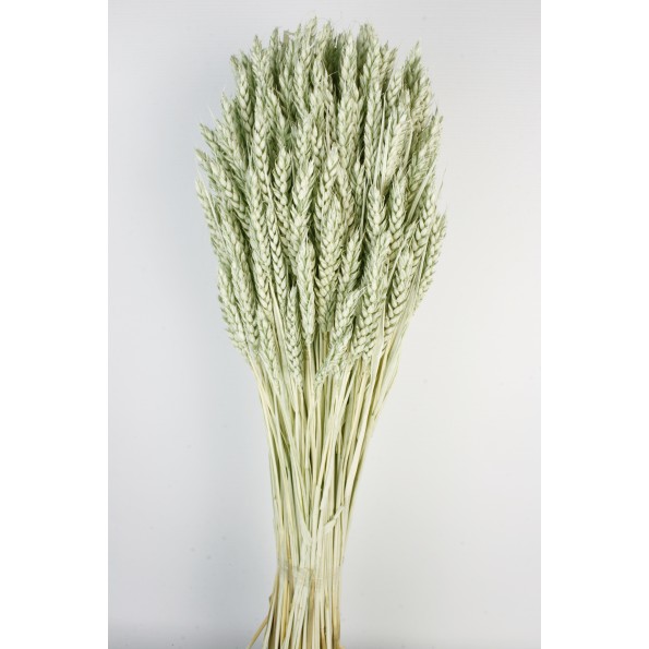 TRIGO FLO 80 cms. VERDE (F60)