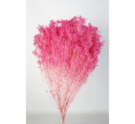BROOMS BLOOMS 50 CMS  ROSA(47)