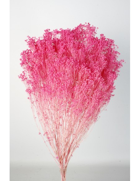 BROOMS BLOOMS 50 CMS  ROSA(47)