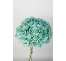 HORTENSIA PRESS AZUL (B75)