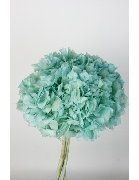 HORTENSIA PRESS AZUL (B75)