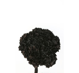 HORTENSIA PRESS NEGRO (B99)