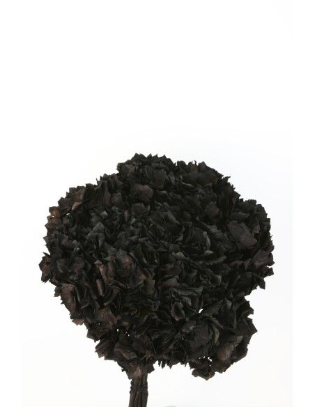 HORTENSIA PRESS NEGRO (B99)