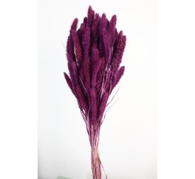 SETARIA 75 CMS MORADO (85)