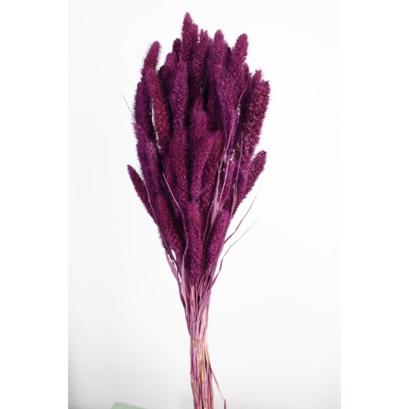 SETARIA 75 CMS MORADO (85)