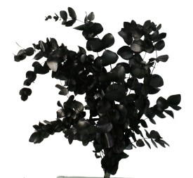 EUCALIPTUS ESPIRAL PRESS 60-70 CMS NEGRO (99)