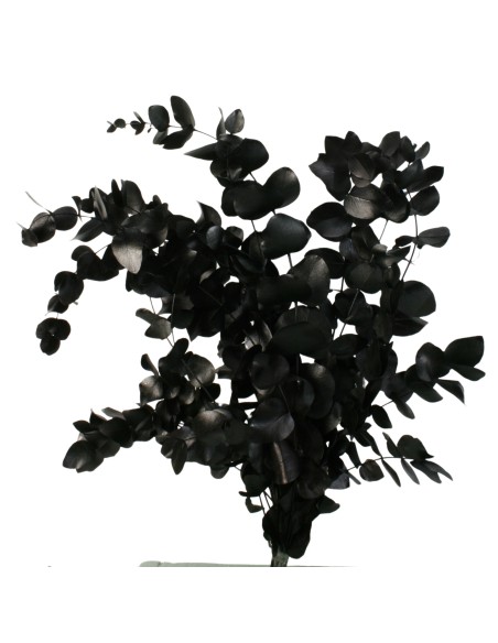 EUCALIPTUS ESPIRAL PRESS 60-70 CMS NEGRO (99)