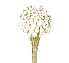 BOTAO 45 cms. BLANCO (00)