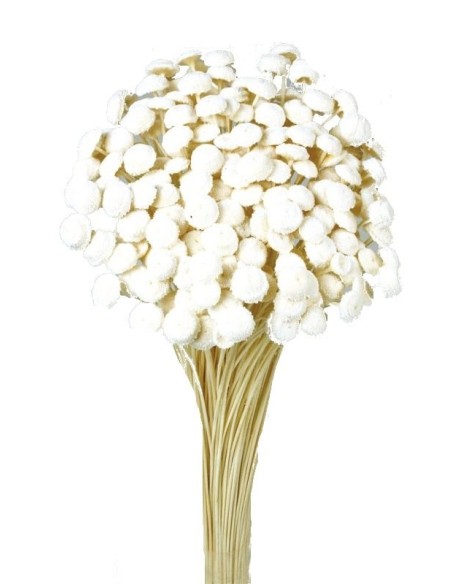 BOTAO 45 cms. BLANCO (00)