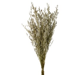 CASPIA PRESS. 70 cms. NATURAL (01)