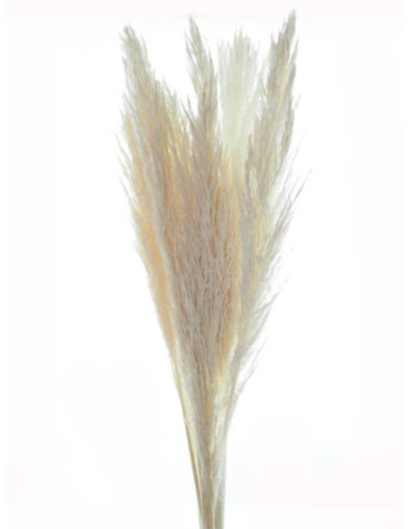 PLUMERO SILVESTRE 70-90 cms.BLANCO (00)