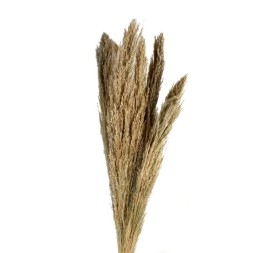 PLUMERO SILVESTRE 70-90 cms. NATURAL (01)