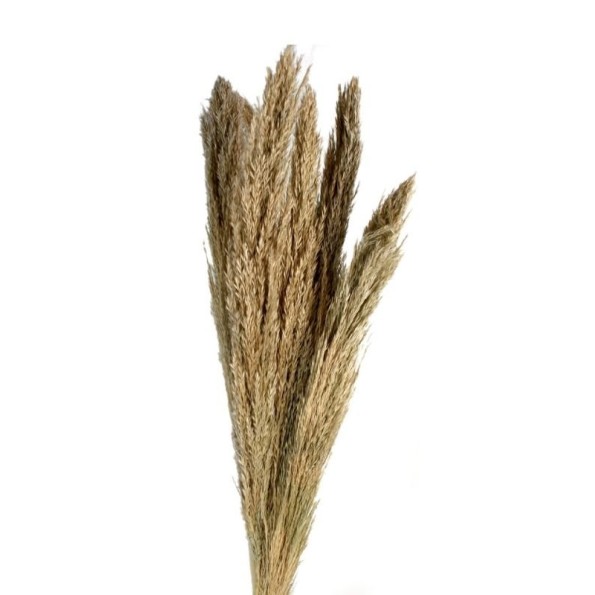 PLUMERO SILVESTRE 70-90 cms. NATURAL (01)