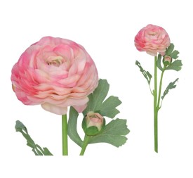 VARA RANUCULUS R/T X 2 - 47 CM (ROSA)