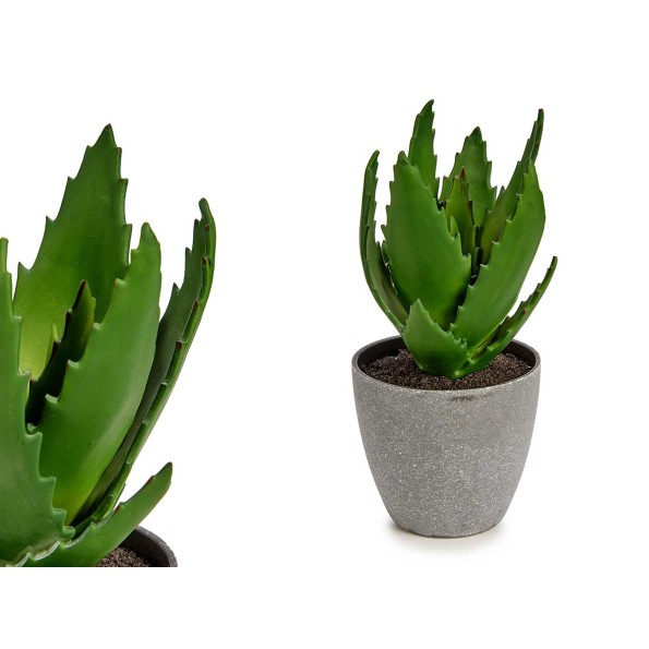 MACETA PLANTA ALOE VERA