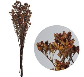 LIMONIUM PRESS 70 cms NARANJA (22)
