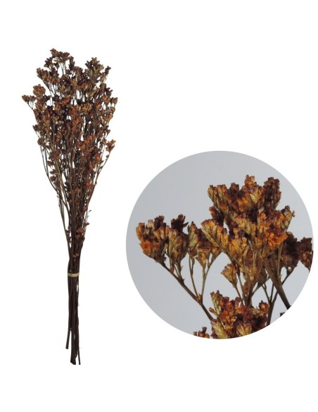 LIMONIUM PRESS 70 cms NARANJA (22)