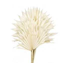 PALM SUN 60 cms. x 15/25 cms BLANCO (00)
