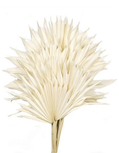 PALM SUN 60 cms. x 15/25 cms BLANCO (00)