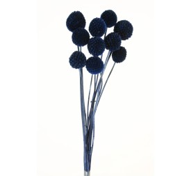 CRASPEDIA 50 cms AZUL (77)