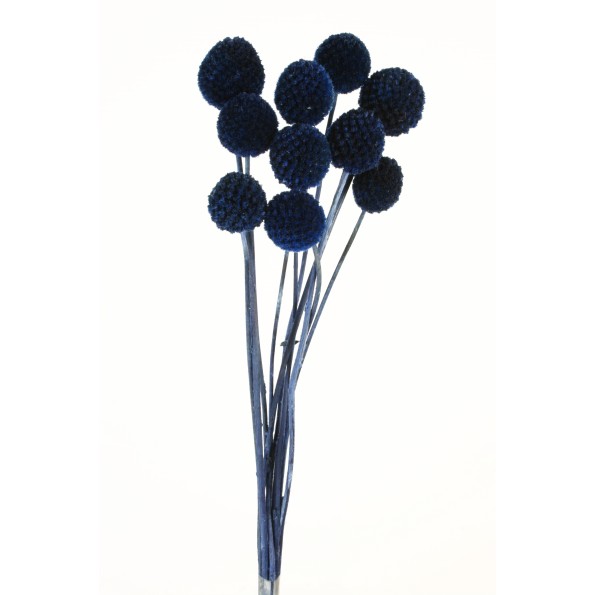 CRASPEDIA 50 cms AZUL (77)