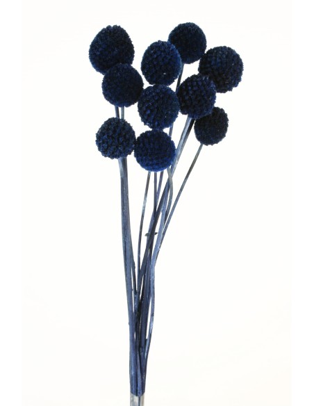 CRASPEDIA 50 cms AZUL (77)