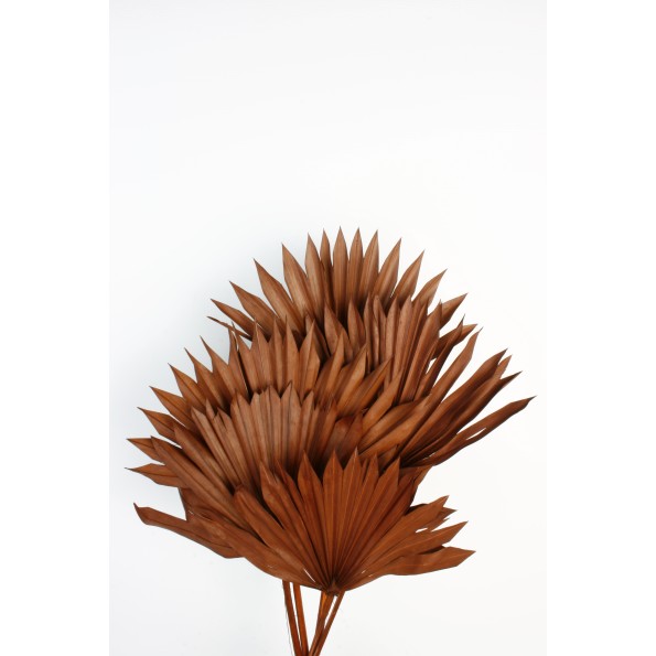 PALM SUN 60 cms. x 15/25 cms MARRON (32)