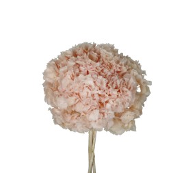 HORTENSIA PRESS ROSA (B40)