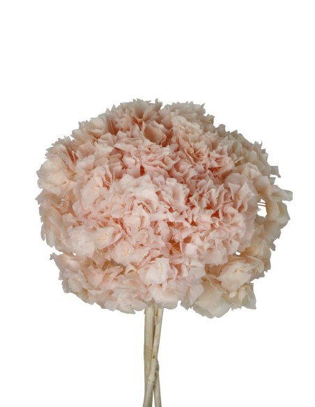 HORTENSIA PRESS ROSA (B40)