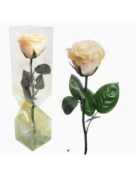 ROSA PRESERVADA TALLO CORTO CREMA ROSA PRESERVADA TALLO CORTO CREMA