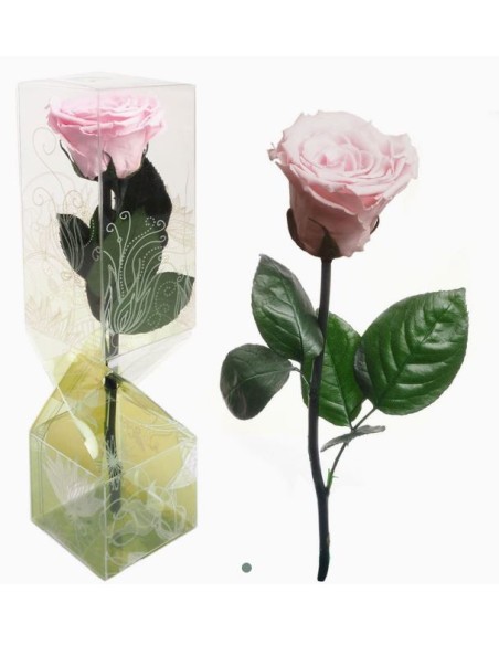  ROSA PRESERVADA TALLO CORTO ROSA EMPOLVADO