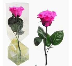 ROSA PRESERVADA TALLO CORTO FUCSIA
