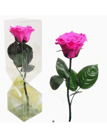 ROSA PRESERVADA TALLO CORTO FUCSIA