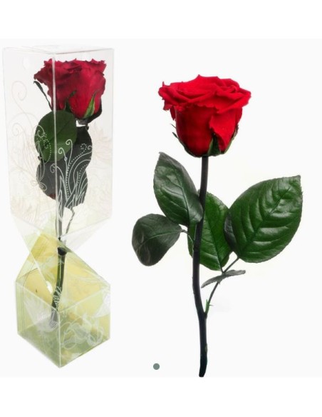ROSA PRESERVADA TALLO CORTO ROJO