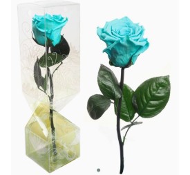 ROSA PRESERVADA TALLO CORTO AZUL TURQUESA