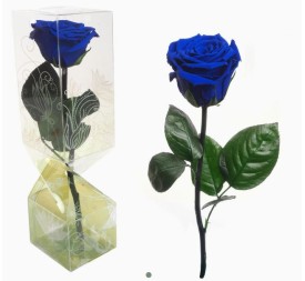ROSA PRESERVADA TALLO CORTO AZUL OSCURO