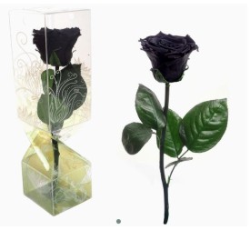 ROSA PRESERVADA TALLO CORTO NEGRO