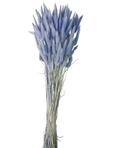 LAGURUS 60 CMS AZUL (78)