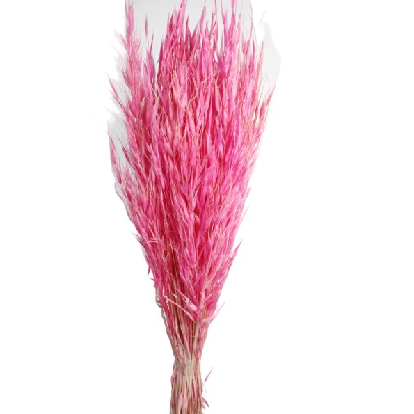 AVENA SALVAJE 80 CMS ROSA (47)