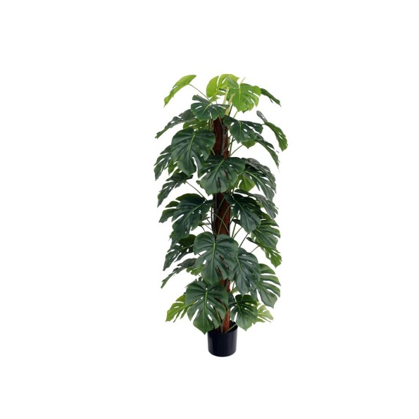 PLANTA MONSTERA X 48 T/ COCO 152 CM