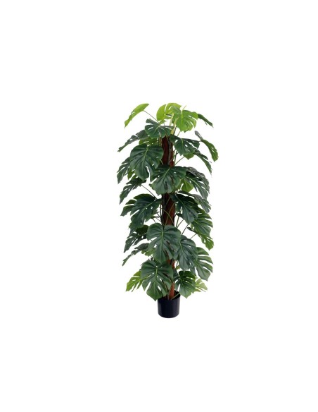 PLANTA MONSTERA X 48 T/ COCO 152 CM