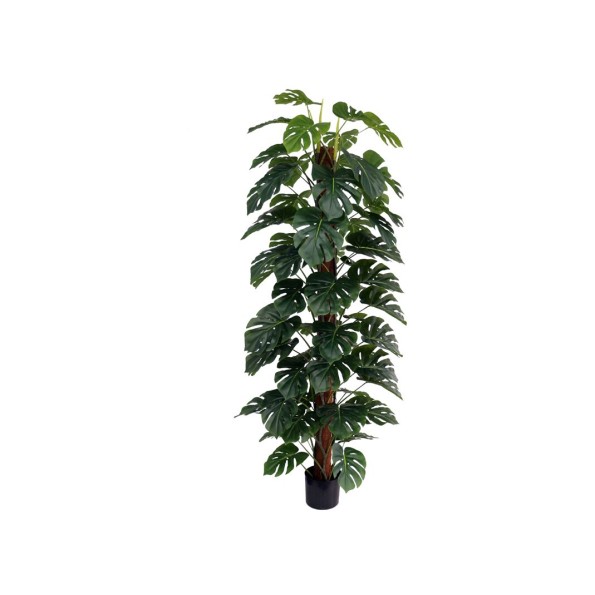 PLANTA MONSTERA X 63 T/ COCO 182 CM