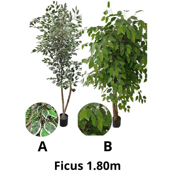 ARBOL FICUS 1.80M